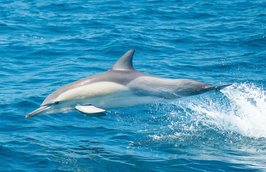 Port Stephens Dolphin Discovery Cruise