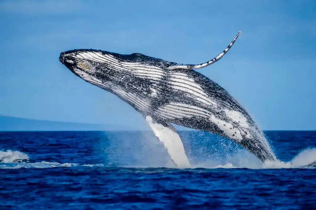 Mooloolaba Whale Watching 2 Hour Experience - Small Group