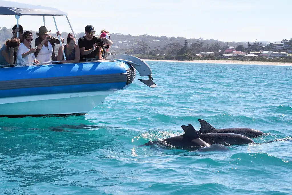 Whale Watching Southern Ocean Cruise From Adelaide