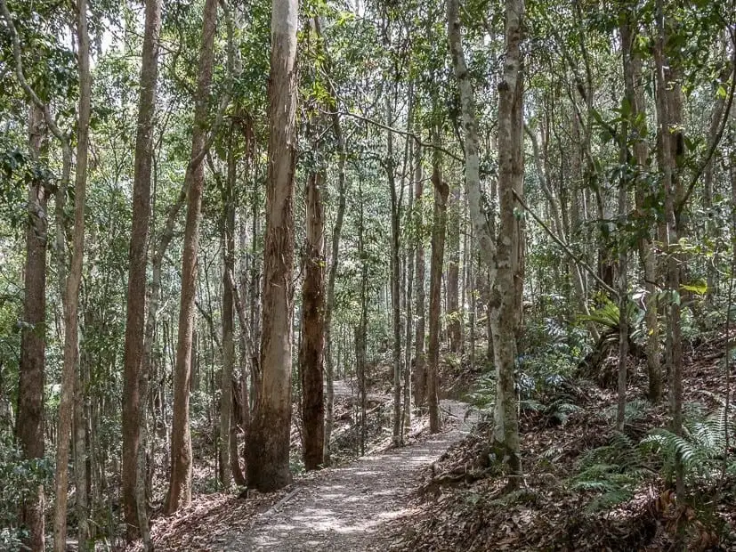 Maleny & Kondalilla Falls Tour