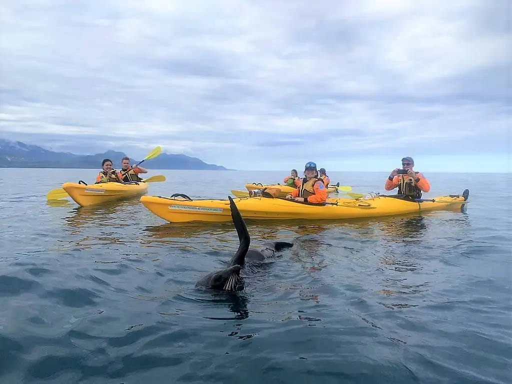 Kaikoura Guided Wildlife Kayak Tour