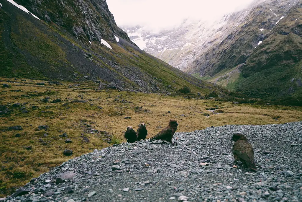 Milford Sound Coach Cruise Fly - Small Group Tour