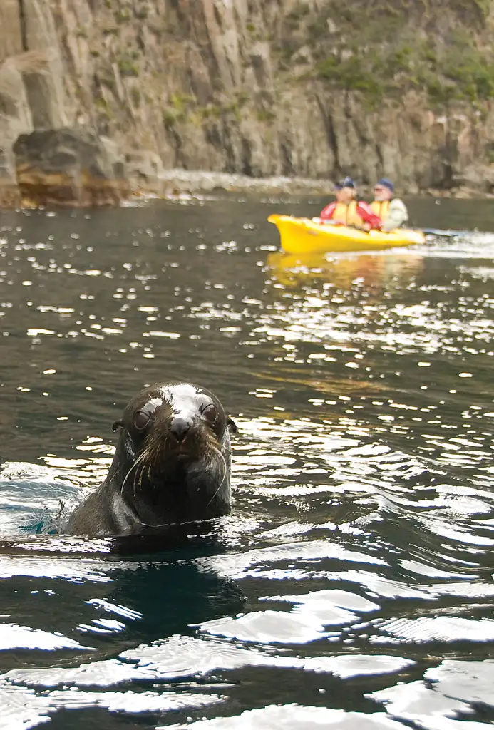 Full Day Kayaking Tasman Peninsula Tour From Hobart