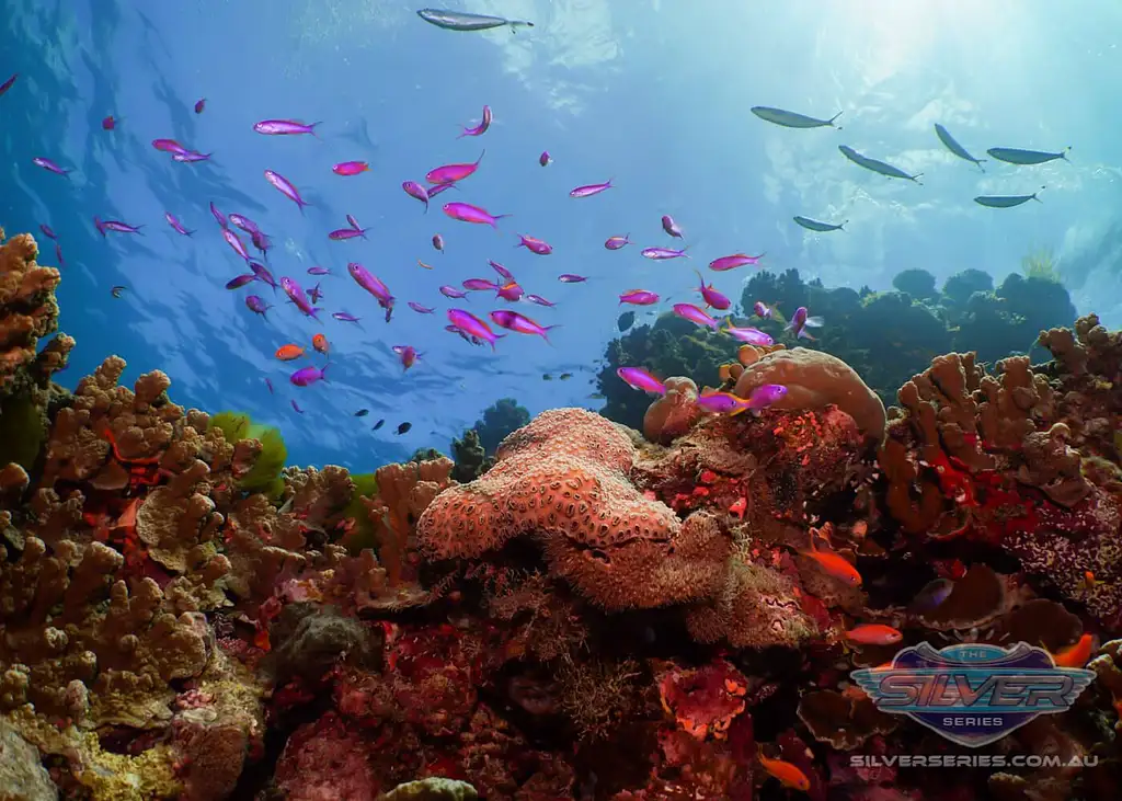 Silversonic Great Barrier Reef Certified Diving from Port Douglas