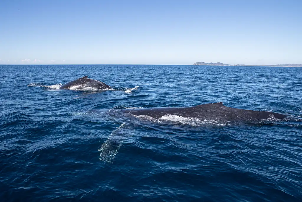 Whale Watching Tour Byron Bay