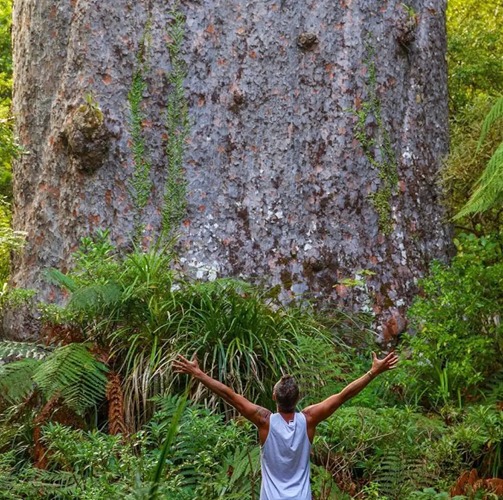 Twilight Encounter With Kauri Trees In Waipoua Forest