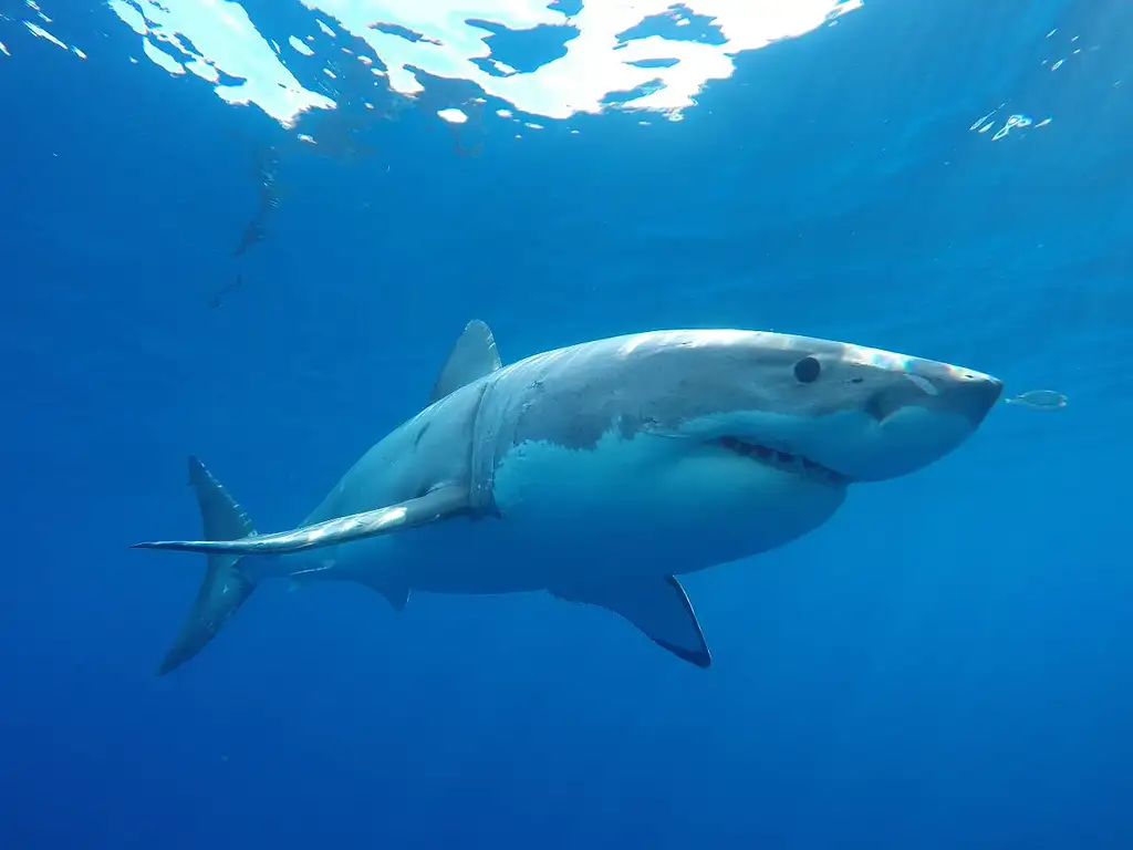 Shark Cage Diving - Port Lincoln