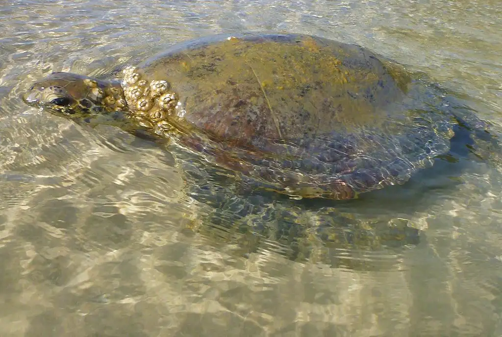 Rainbow Beach Turtle View Kayak Tour