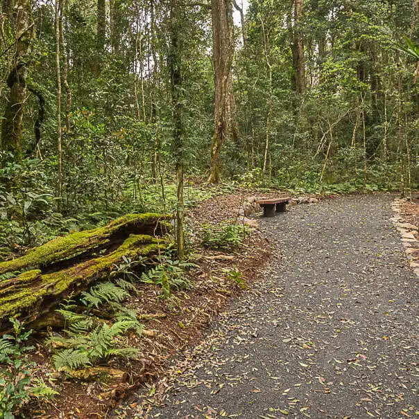 O'Reilly's Tree Top Walk & Mt Tamborine Tour