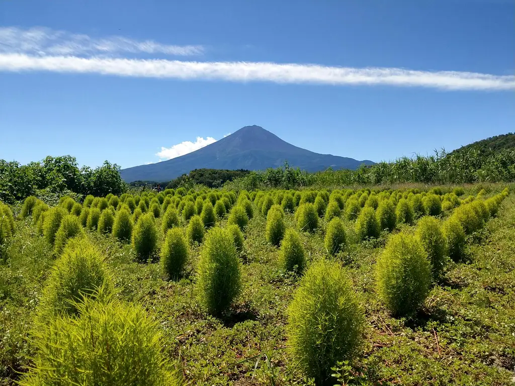 Mt Fuji Day Tour With Kawaguchiko Lake | 1-day Package