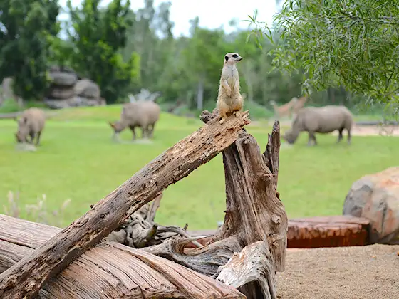 Australia Zoo - Glass House Mountains Tour from Sunshine Coast