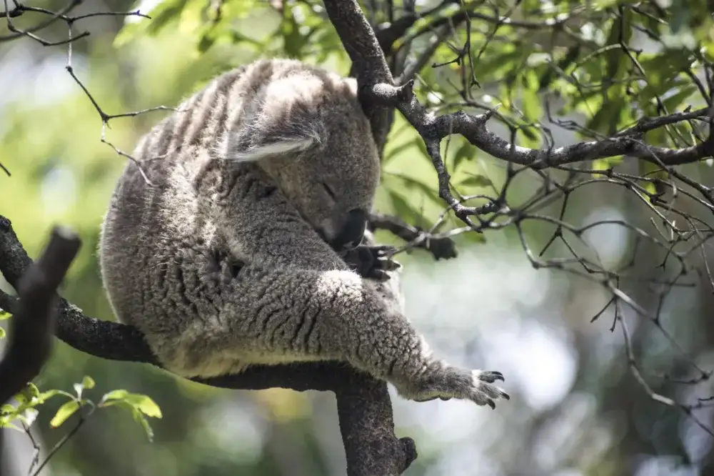 Hop On Hop Off Sydney Harbour Ferry Pass & Taronga Zoo Entry