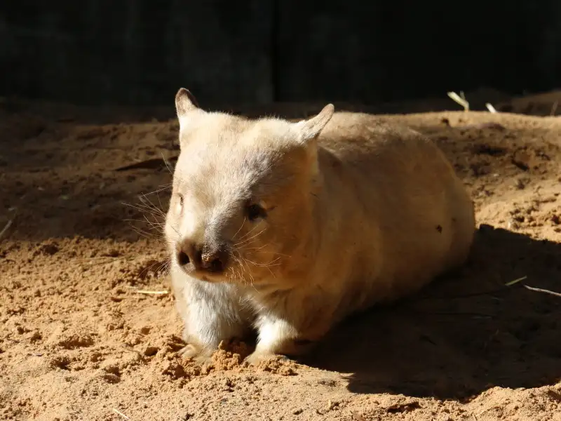 Cleland Wildlife Park Experience