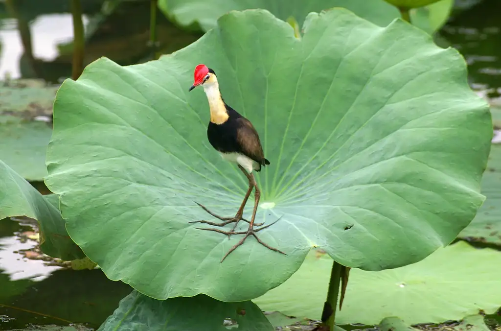 Darwin Wetland Experience