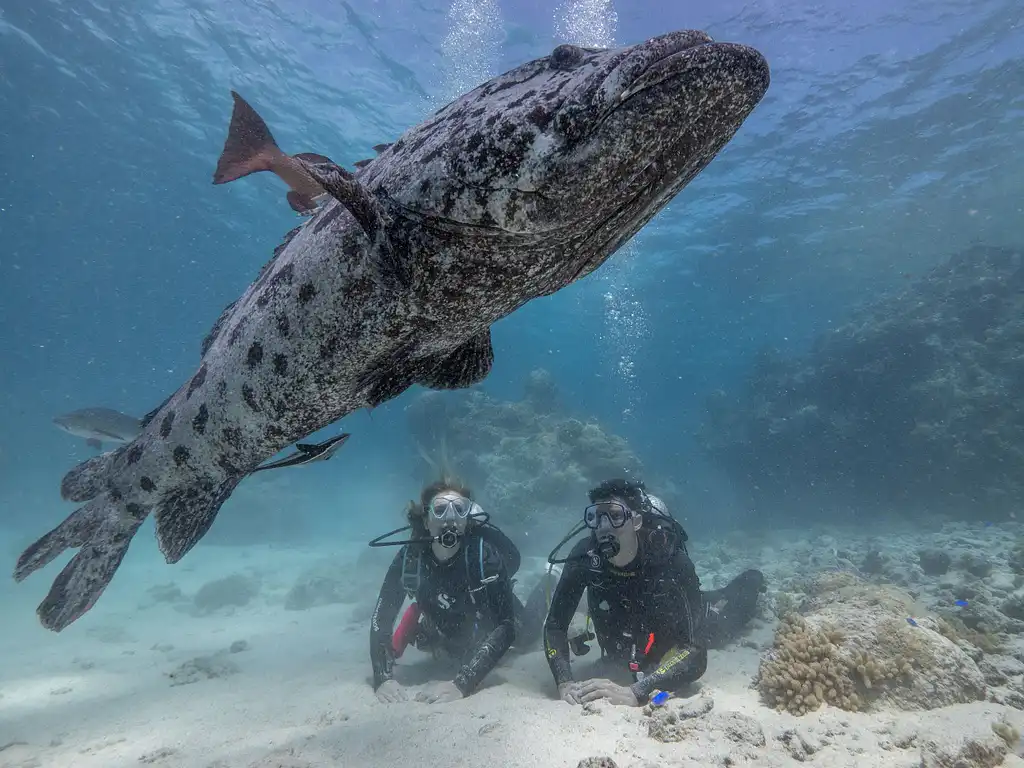 7 Night Liveaboard Dive Trip | Cod Hole & Ribbon Reefs | Great Barrier Reef