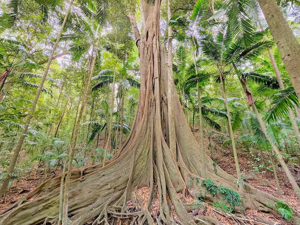 Mary Valley Tour | Sunshine Coast