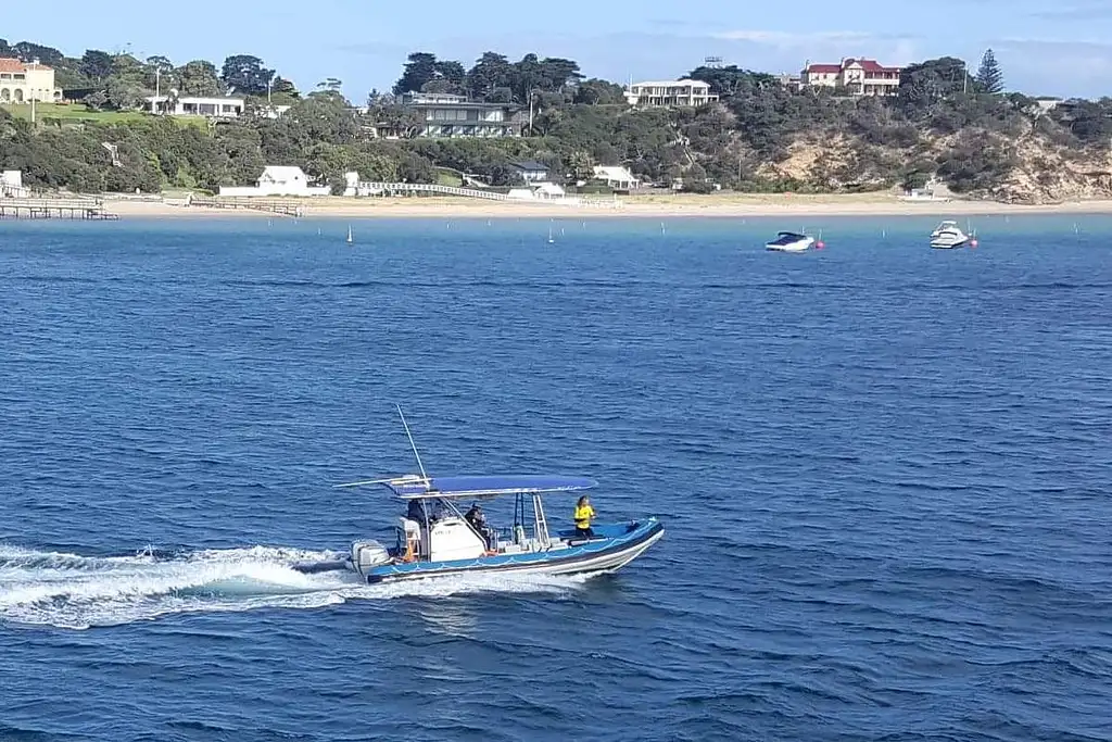 Dolphin and Seal Watching Eco Boat Tour - Mornington Peninsula