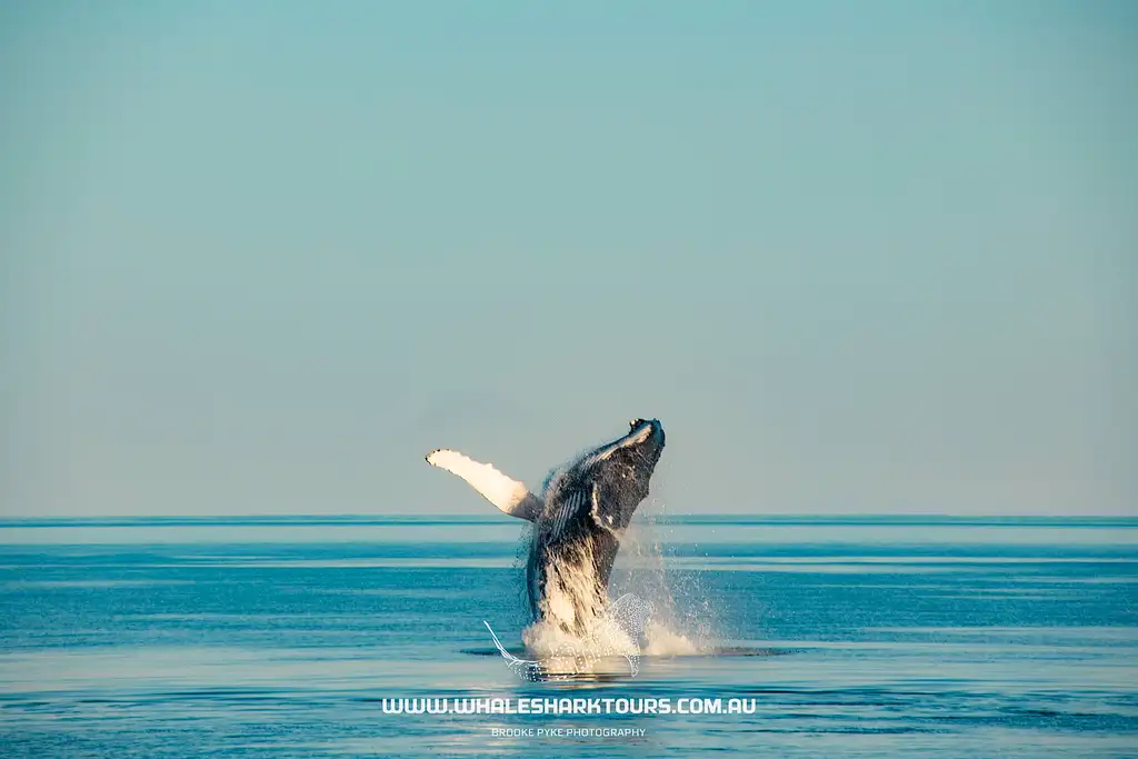 Sunset Humpback Whale Watching Cruise