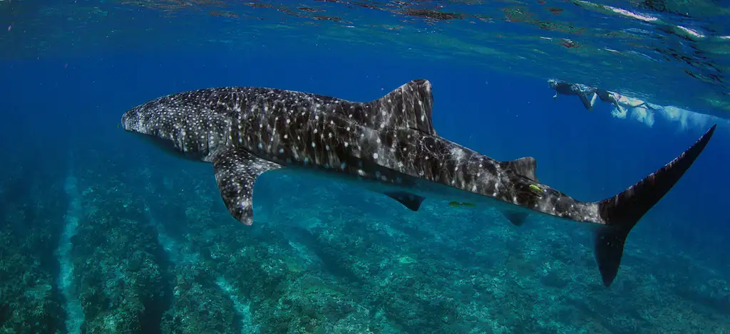 Whale Shark & Whale Watching Eco Tour - Ningaloo Reef (Aug-Oct)