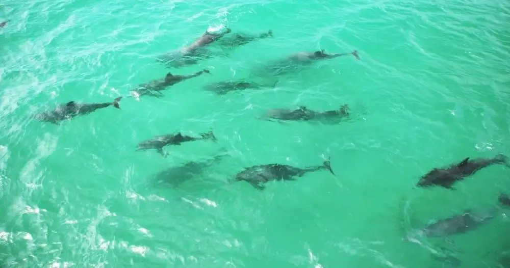 Splash and Slide Dolphin Cruise - Port Stephens