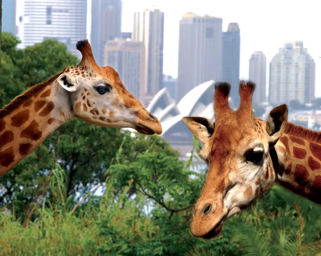 Sydney Harbour Ferry with Taronga Zoo Entry Ticket