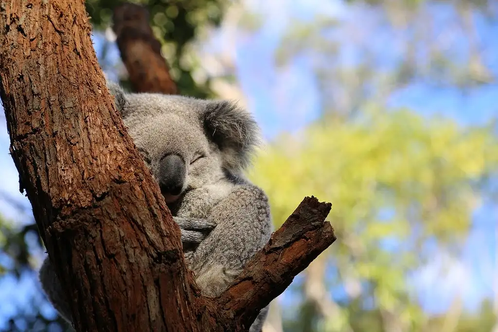 8 Day Australia East Coast Tour (Koala) | Sydney to Brisbane | Stray