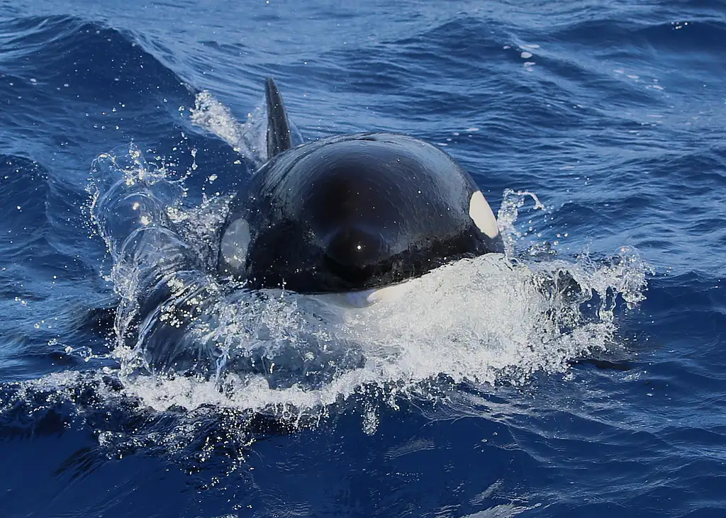 Bremer Canyon Killer Whale (Orca) Expedition