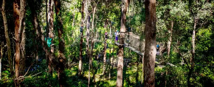 Treetop Challenge Currumbin Wildlife Sanctuary