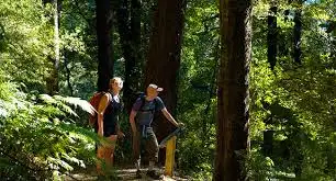 One Day Queen Charlotte Track Walk - Ship Cove to Furneaux Lodge