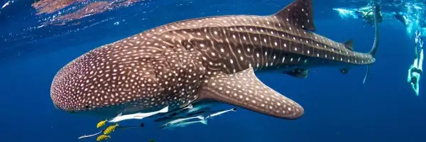 Whale Shark & Whale Watching Eco Tour - Ningaloo Reef (Aug-Oct)