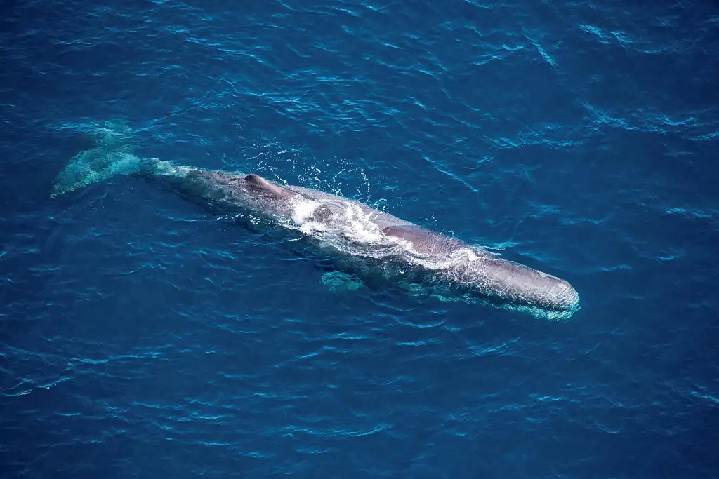 Whale Watching Flight Kaikoura