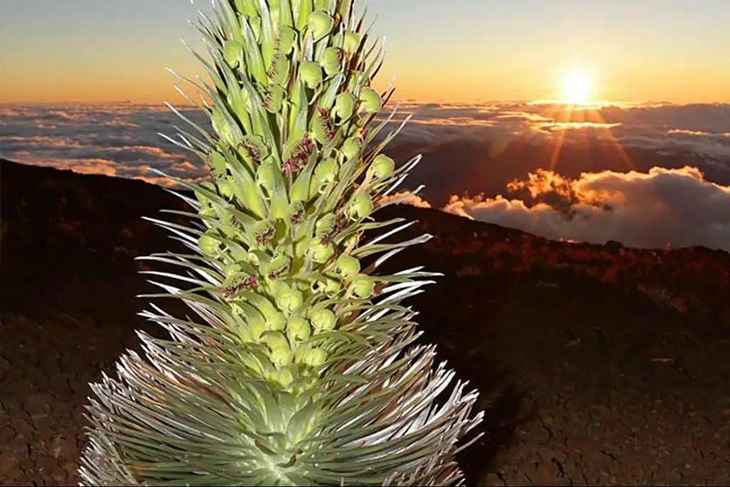 Spectacular Haleakala Sunset Tour | Maui