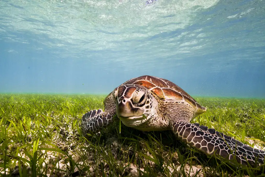 Green Island Half Day Tour from Cairns