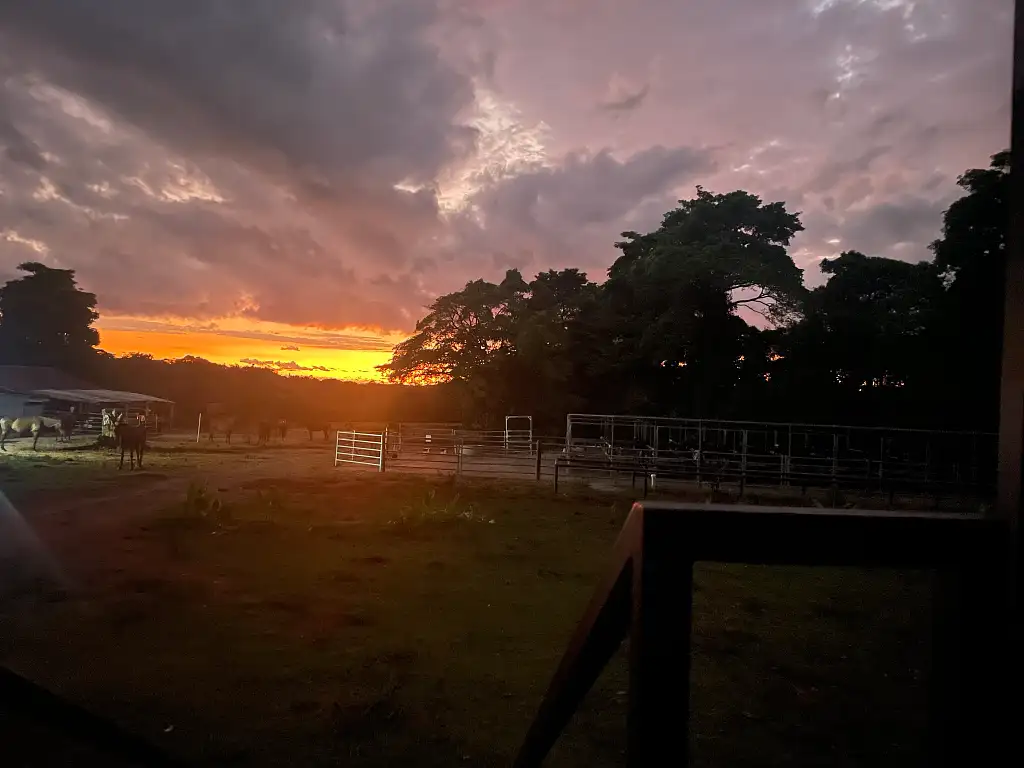 Cape Tribulation Beach Horse Ride