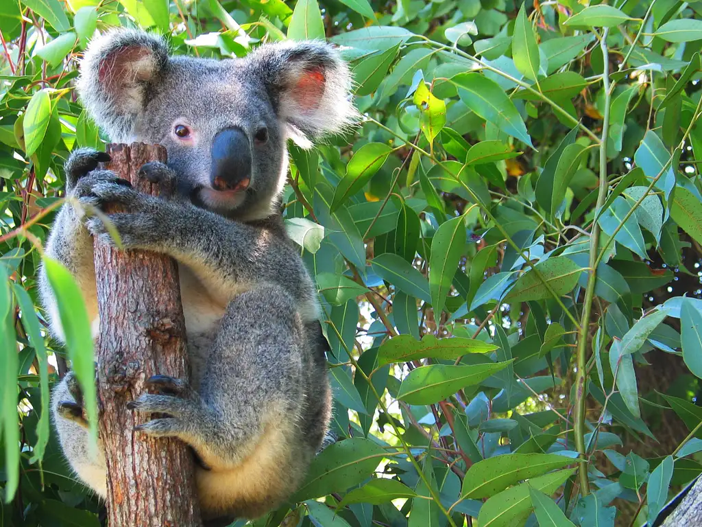 Full Day Cape Tribulation and Daintree Wildlife Tour