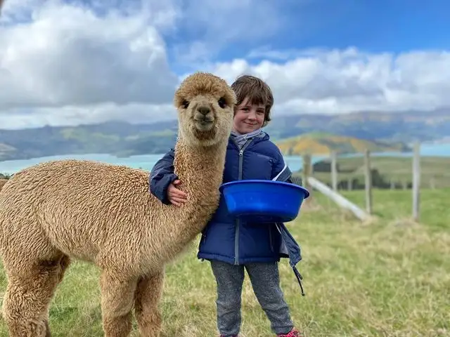 Shamarra Alpaca Farm Tour Akaroa | New Zealand