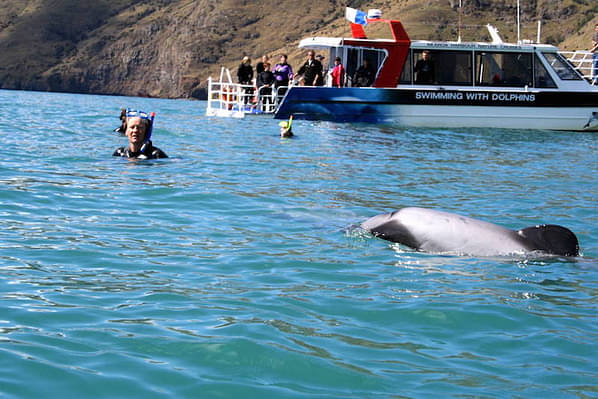 Akaroa Harbour 3 Hour Swim With Dolphins Cruise Backpacker Deals