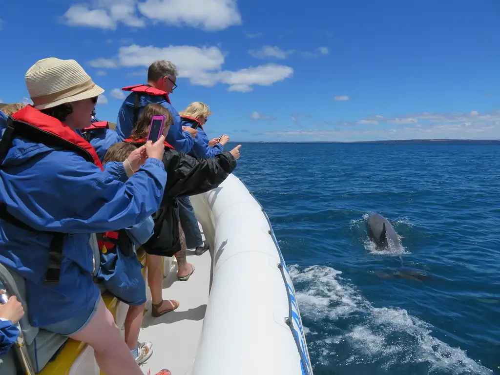 Kangaroo Island 75-Minute Ocean Safari