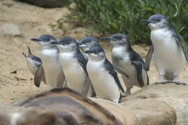 Phillip Island Penguin Parade Afternoon Tour