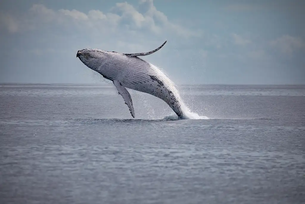 Hervey Bay Ultimate Whale Watch EcoTour (guaranteed sightings start 15 Jul - 9 Oct 2025)