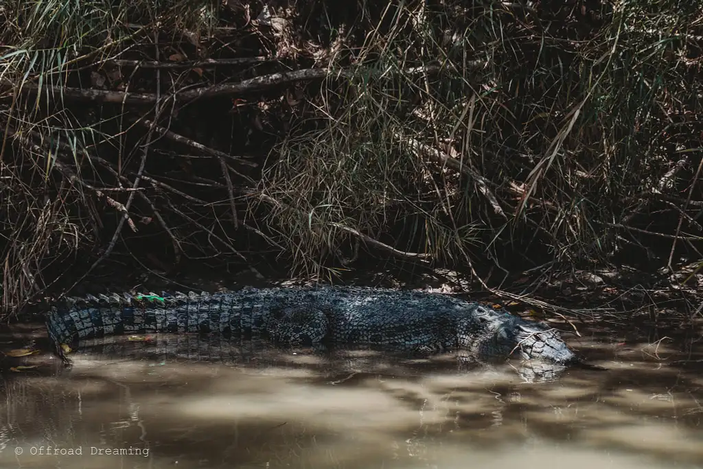 Kakadu National Park Day Tour + Lunch & Cultural Cruise (Dry Season)