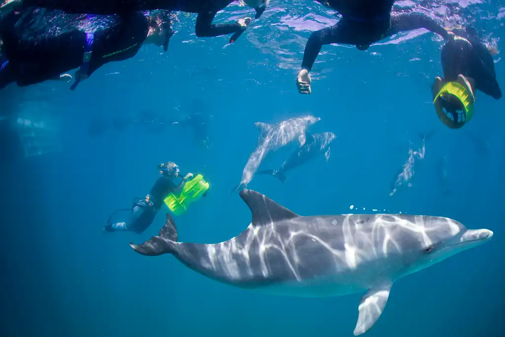 Swim with Wild Dolphins - Departing Perth