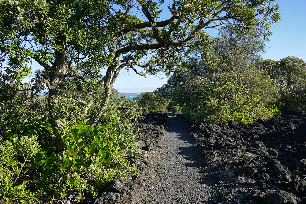 Rangitoto Island Kayaking Tour