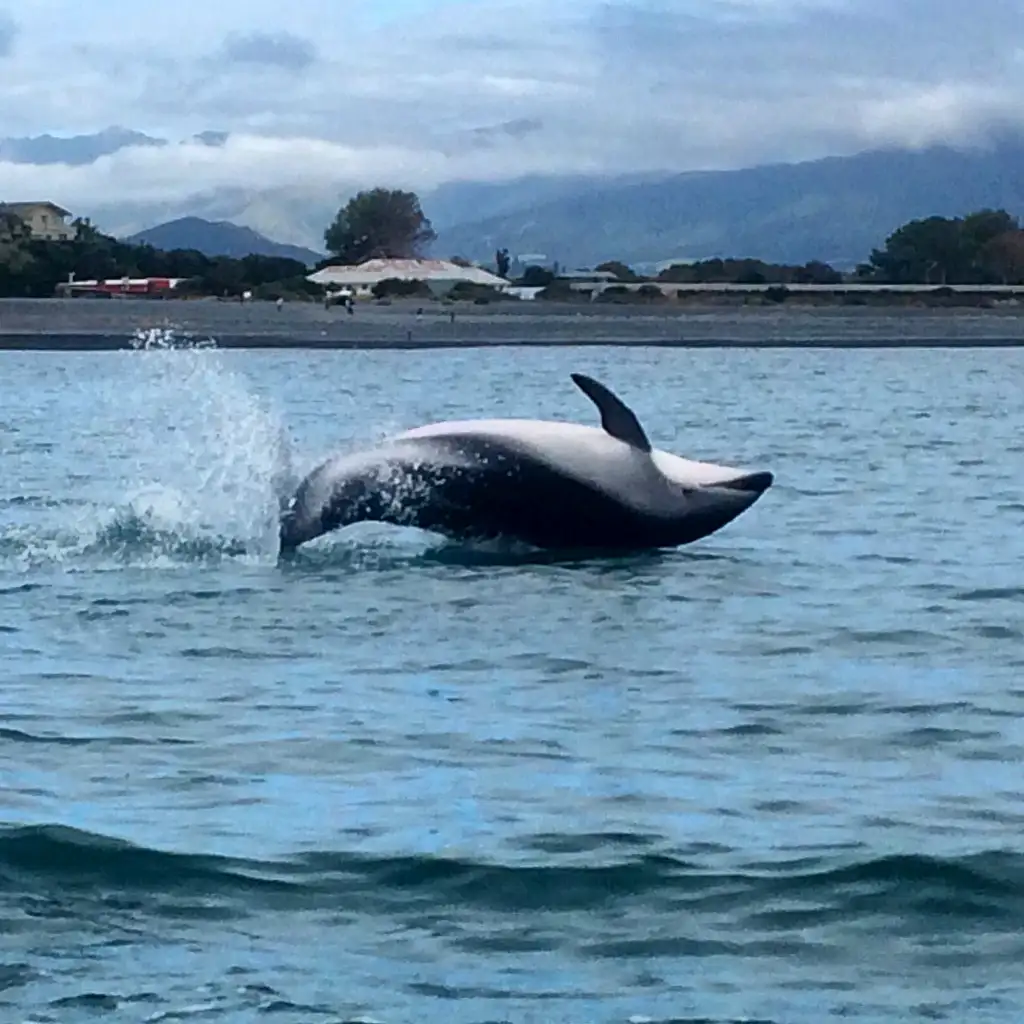 Kaikoura Guided Wildlife Kayak Tour