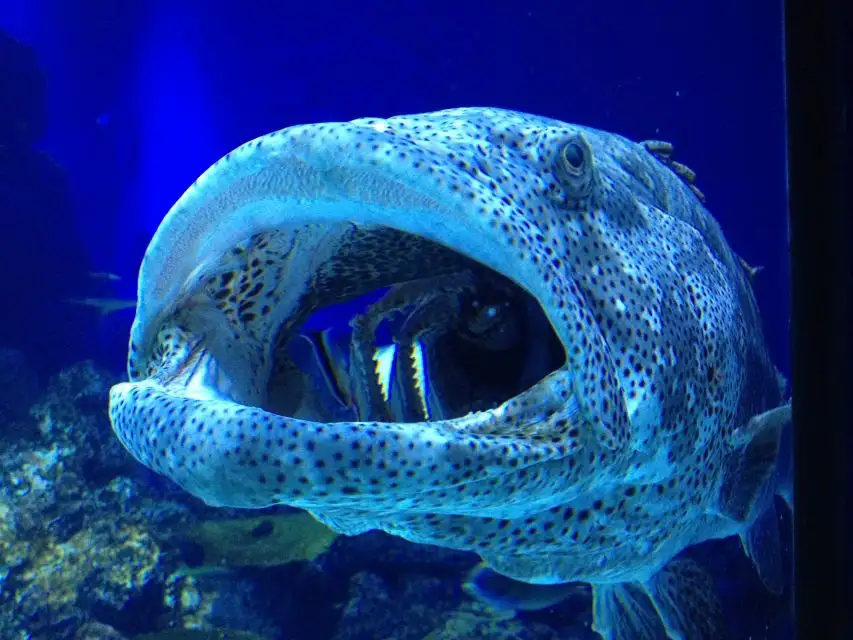 Cairns Aquarium By Twilight Tour