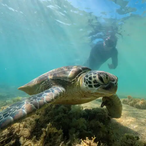 Low Isles Cruise And Snorkel Tour