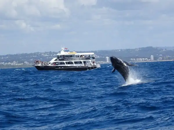 Sunshine Coast Whale Watching Cruise