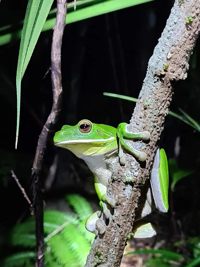 Daintree Rainforest Night Walk Tour