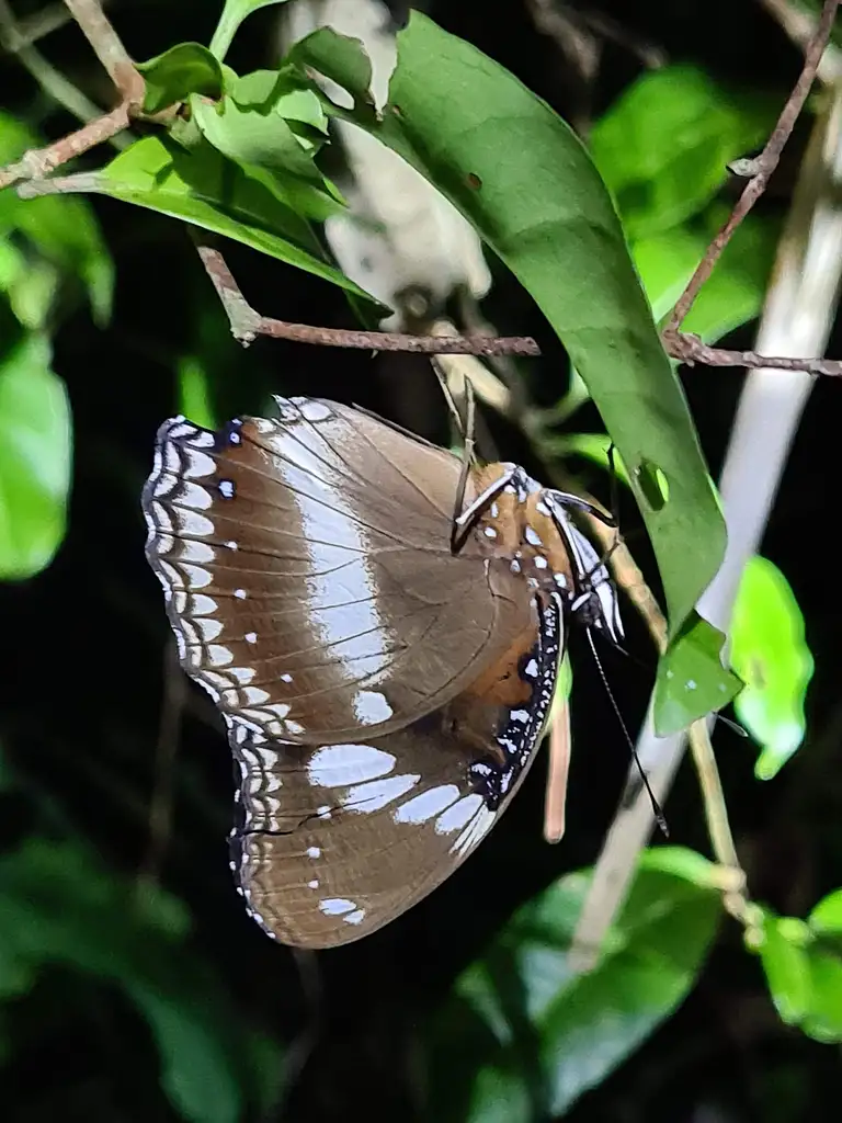 Daintree Rainforest Night Walk Tour