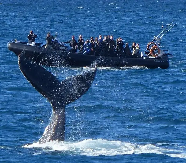 Sydney Whale Watching | Manly Wharf Departure